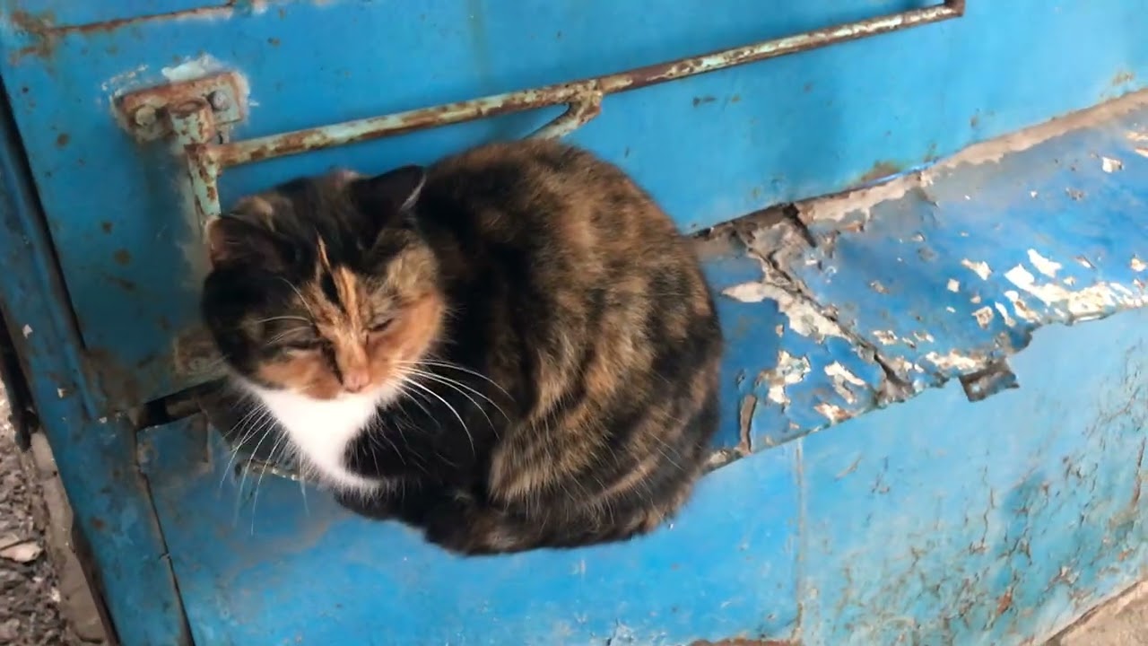 Cat Larisa Watches as a Bird Enters Her Territory