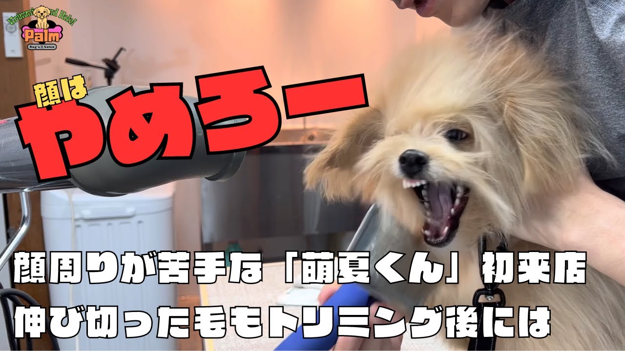 苦手でもやり切る！！トリミング後の耳がチャームポイント