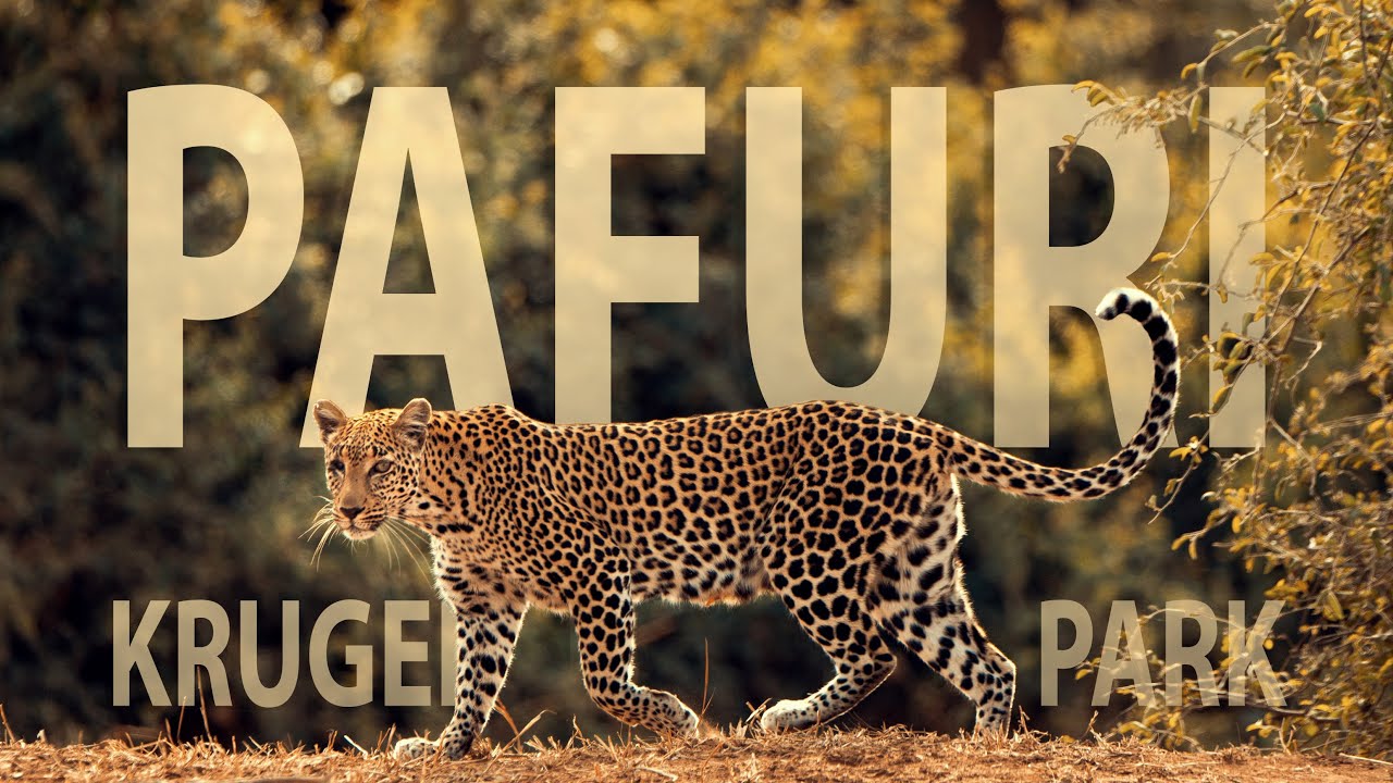 PAFURI Day Trip - Kruger National Park