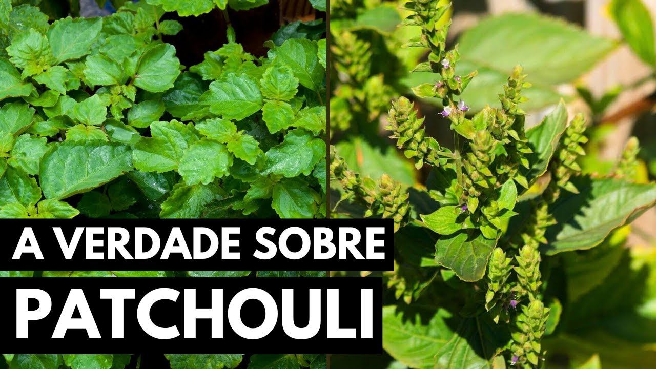 PATCHOULI: O QUE NÃO TE CONTAM SOBRE ESSA PLANTA!
