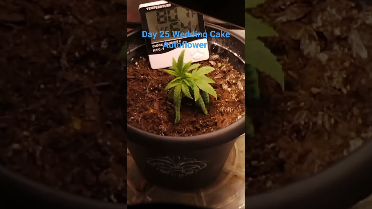 Seed to Harvest  Wedding Cake Autoflower Day 25