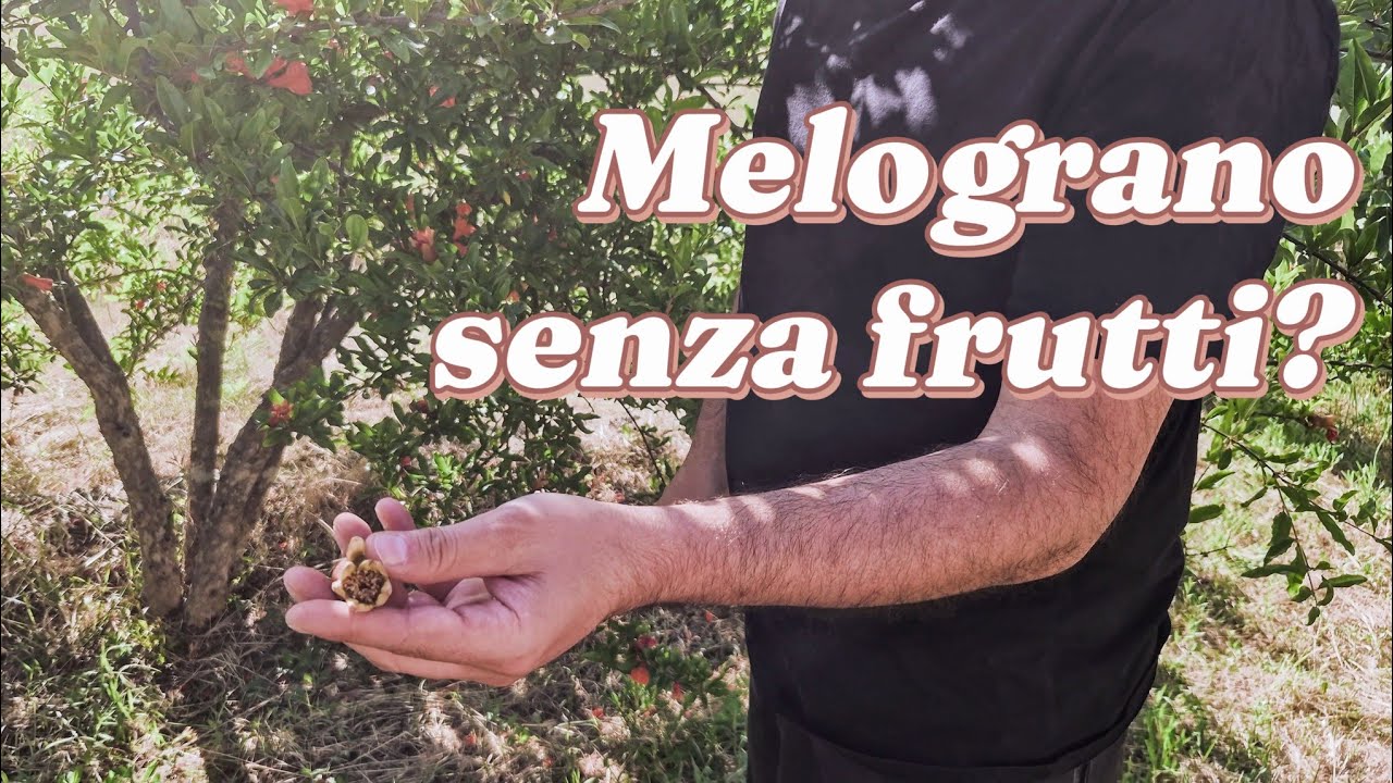 Perché il melograno non fa frutti?