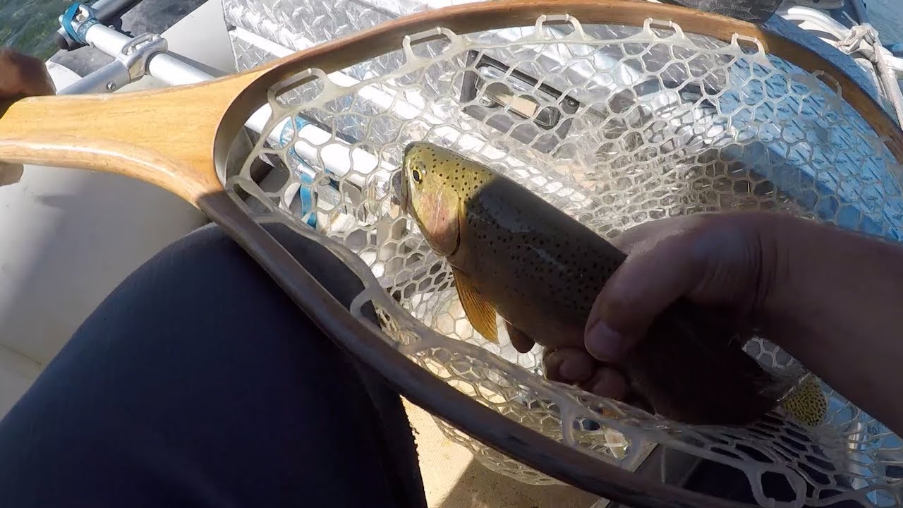 Flyfishing the St. Mary River