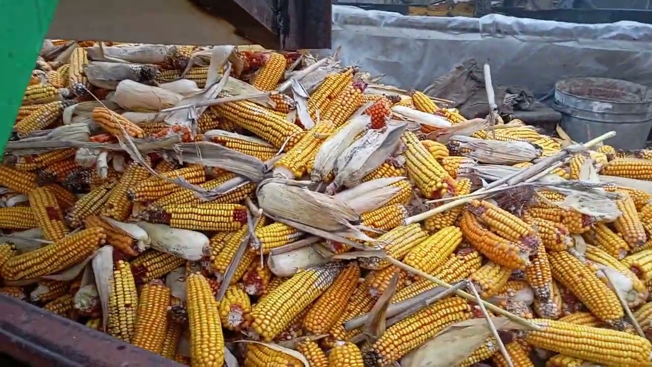 Кукурудзяний комбайн своїми руками 