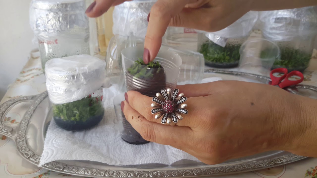 BEBEK ORKİDE EKİMİ. DOKU KÜLTÜRÜ. TISSUE CULTURE. (7)
