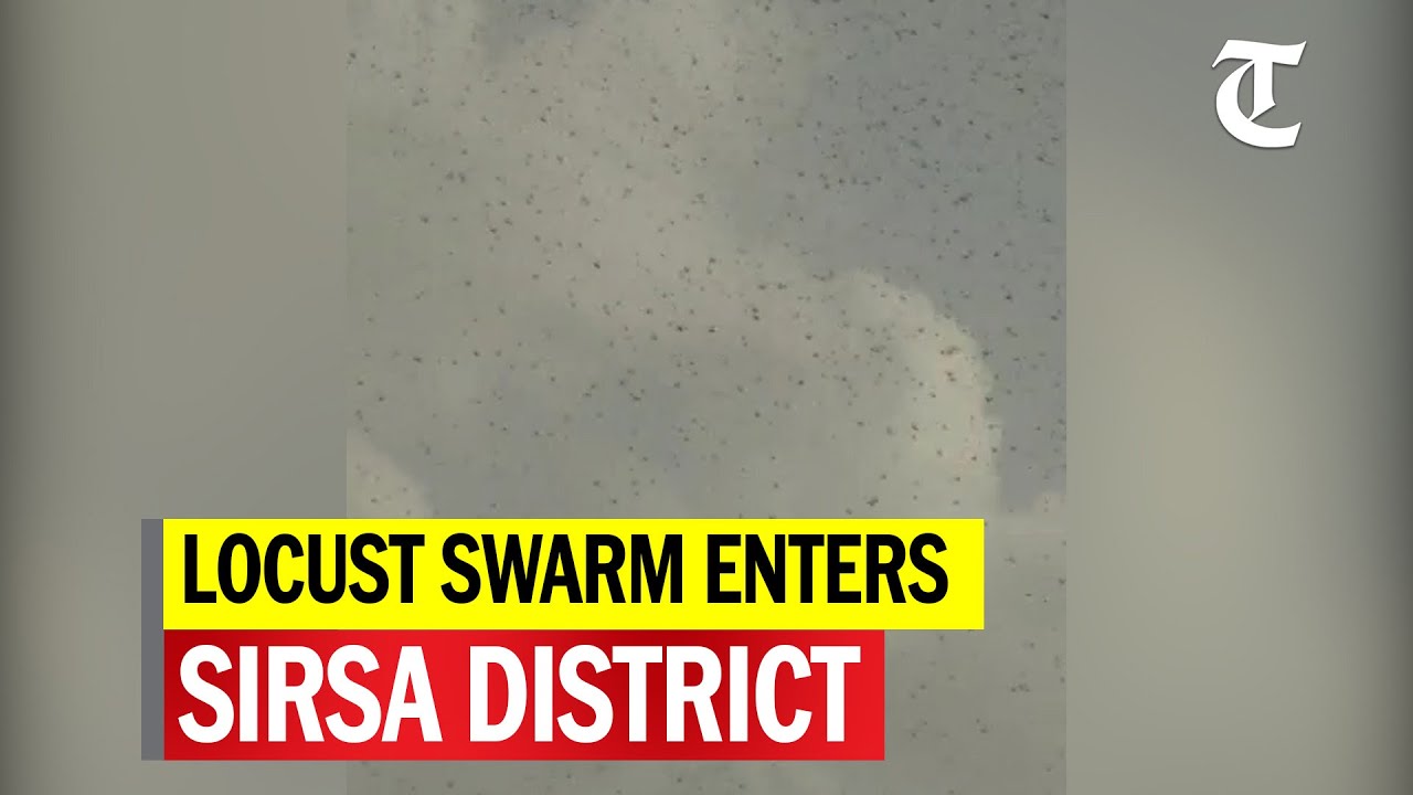 Locust swarm enters Sirsa district
