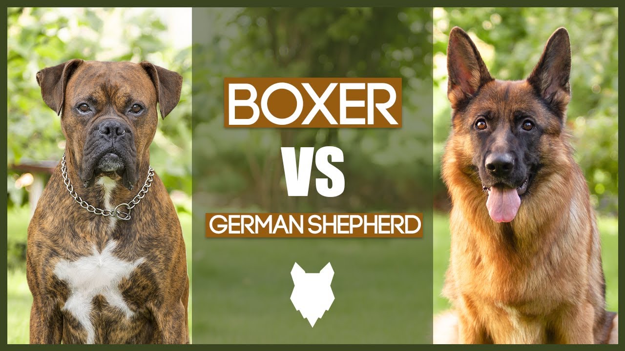 BOXER VS GERMAN SHEPHERD