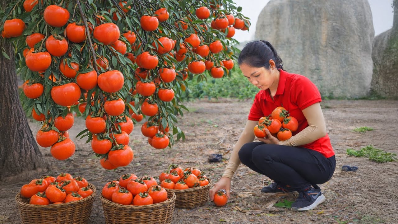 Harvesting 1000 + Kg Sweet Persimmon Specialty To Sell At Market | Tieu Ca Free Bushcraft