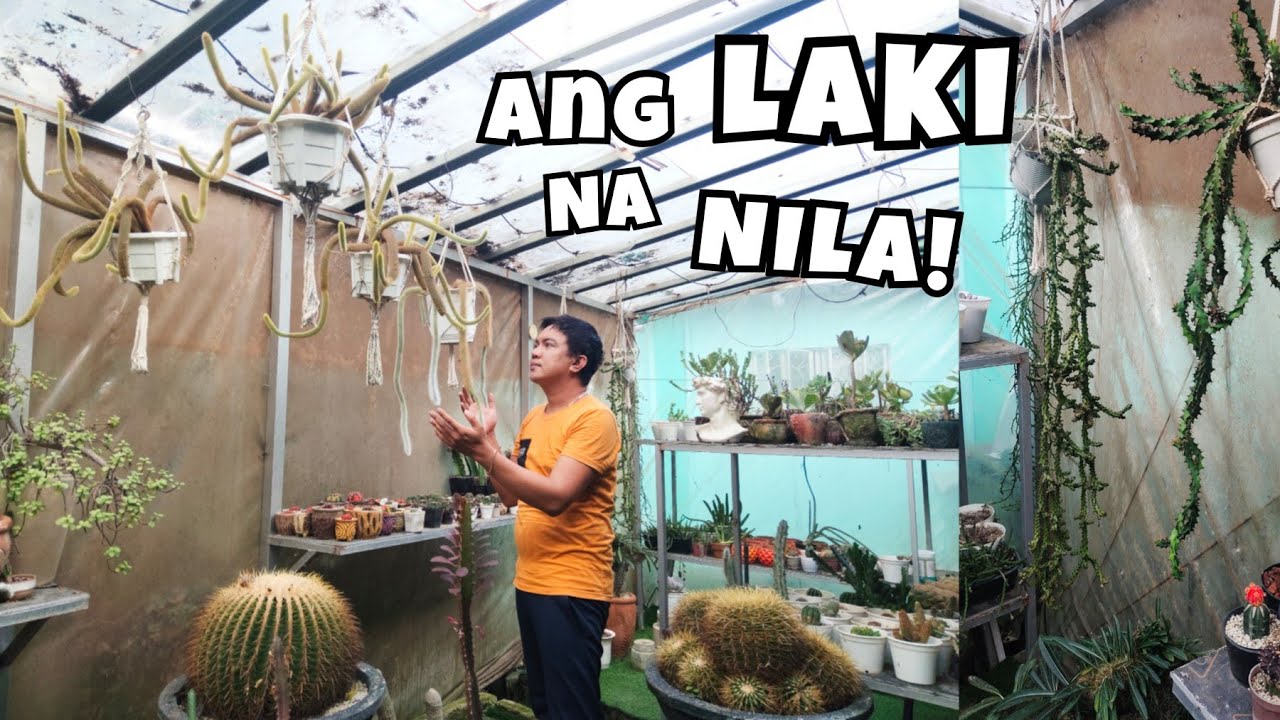 GARDEN TOUR & PLANT UPDATES | SUCCULENTS PLANT COLLECTION | Hermie Sonajo