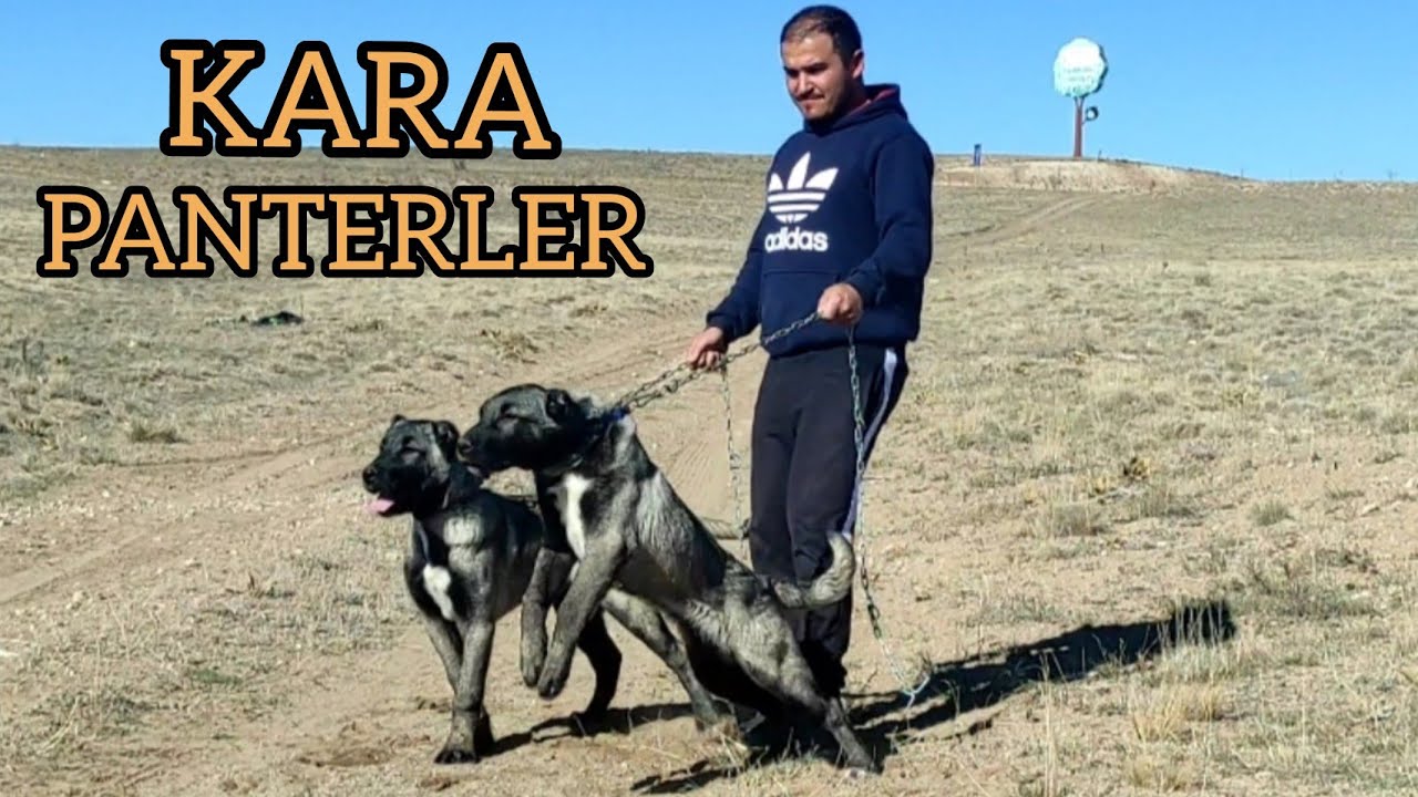 PANTERLER DAVARDA!!! ONLARIN OLDUĞU SÜRÜYE KURT GİREMEZ!!