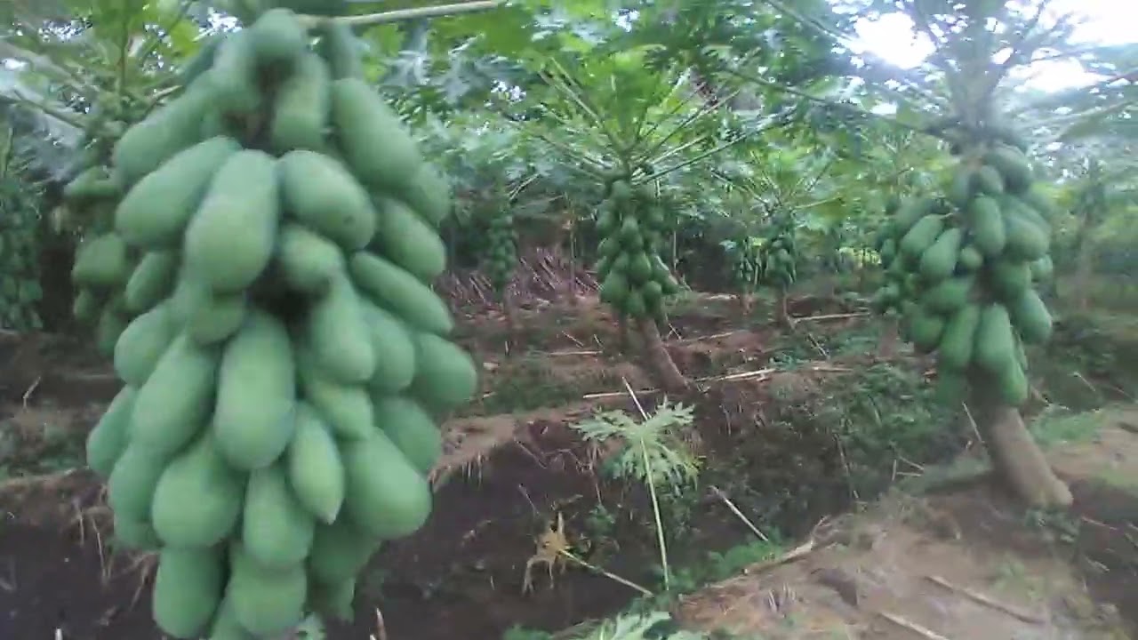 Pepaya california hst 7bln| rosela bunga