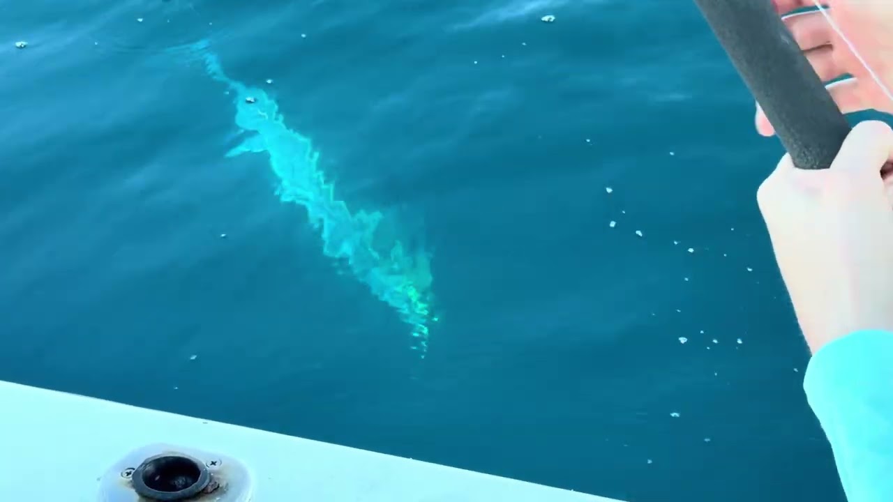 Reeling In a Monster Marlin Off the Coast of Cabo
