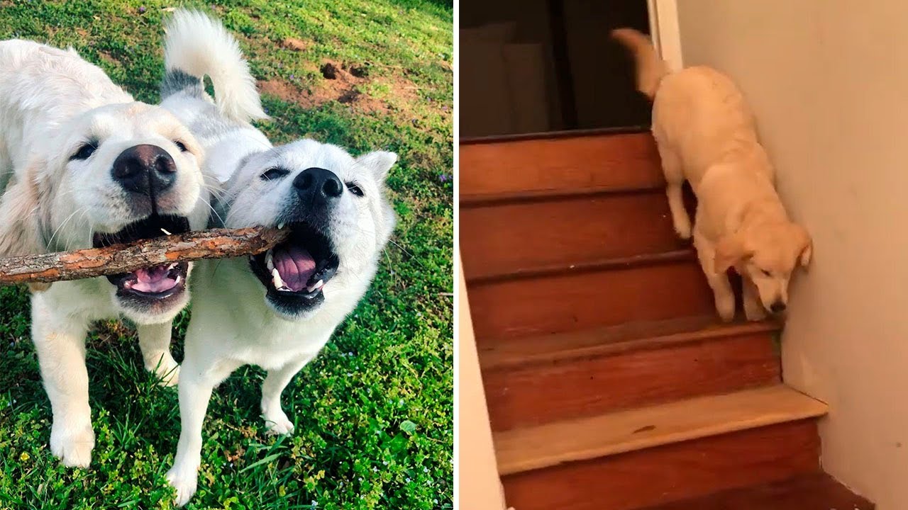 💚 Perro baja las escaleras imitando a su hermano de 3 patas 🐕