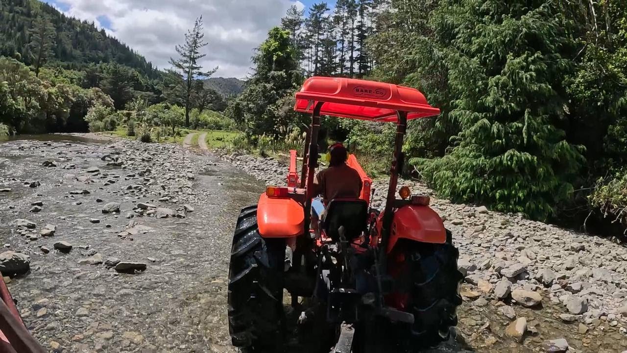 Viața la fermă, varianta turistică 🌿Cum trăiești experiența animalelor în Noua Zeelandă 🐄