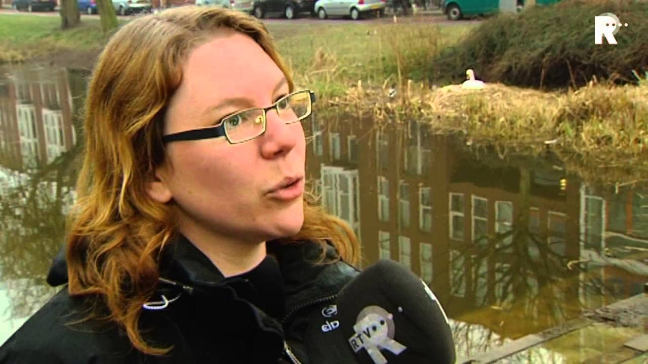 Buurt in actie voor alleenstaande zwaan