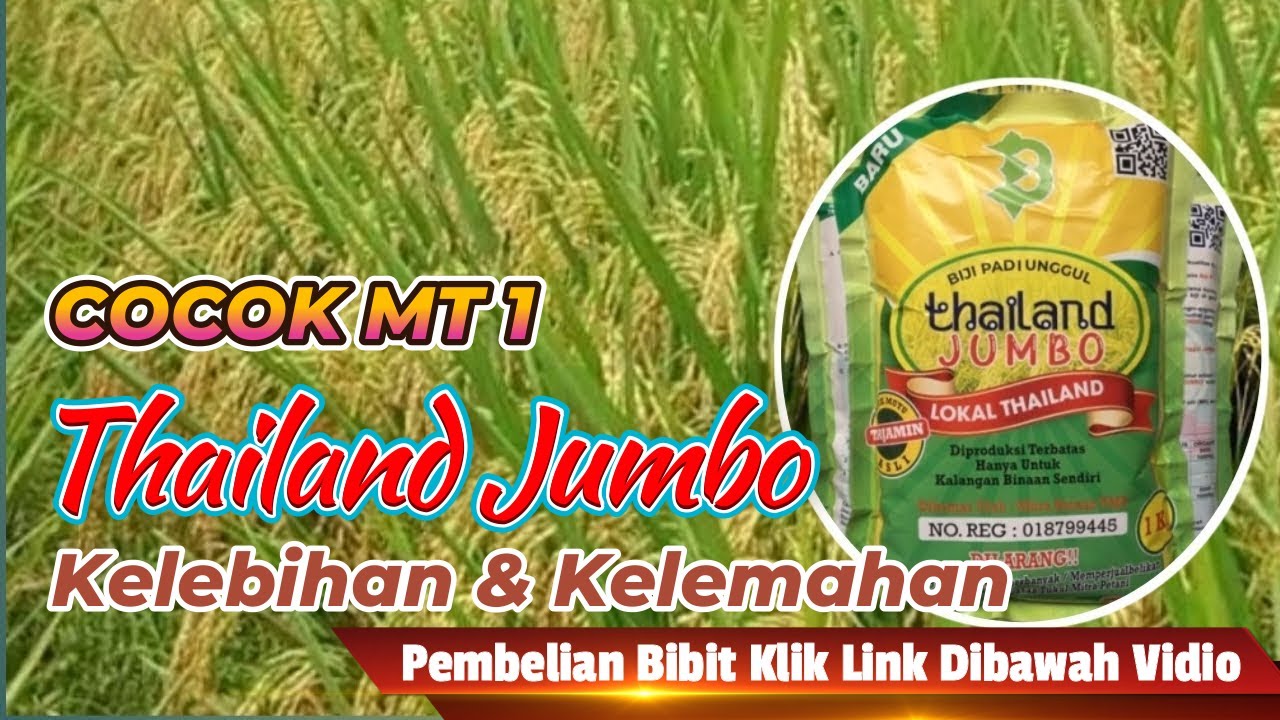 KELEBIHAN DAN KEKURANGAN PADI THAILAND JUMBO - BIBIT PADI COCOK UNTUK MT1