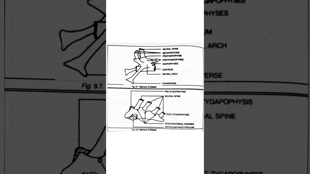 Zoology Practical in Odia ,Sacrum,CHSE,Science,Zoology,Odia #shorts #Odia #Zoology #Science