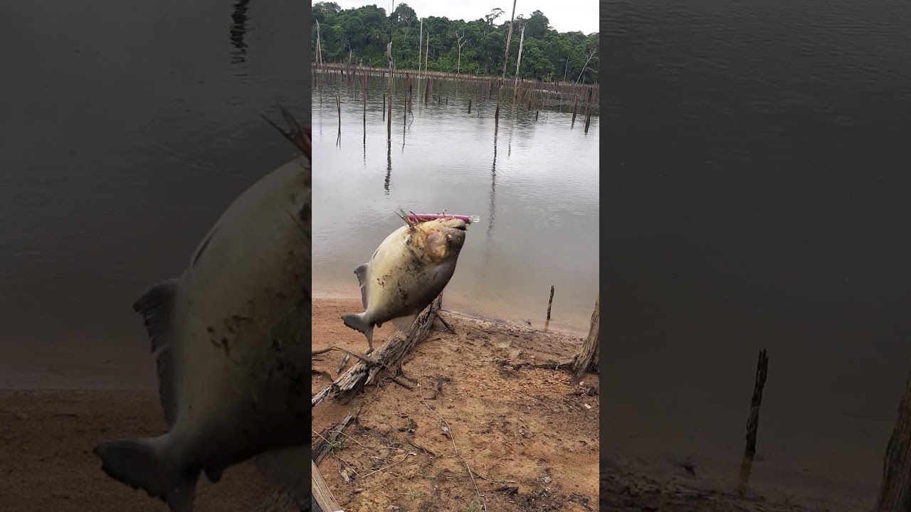 Pesca de Piranha Preta na Artificial - Lago de Balbina no Amazonas.