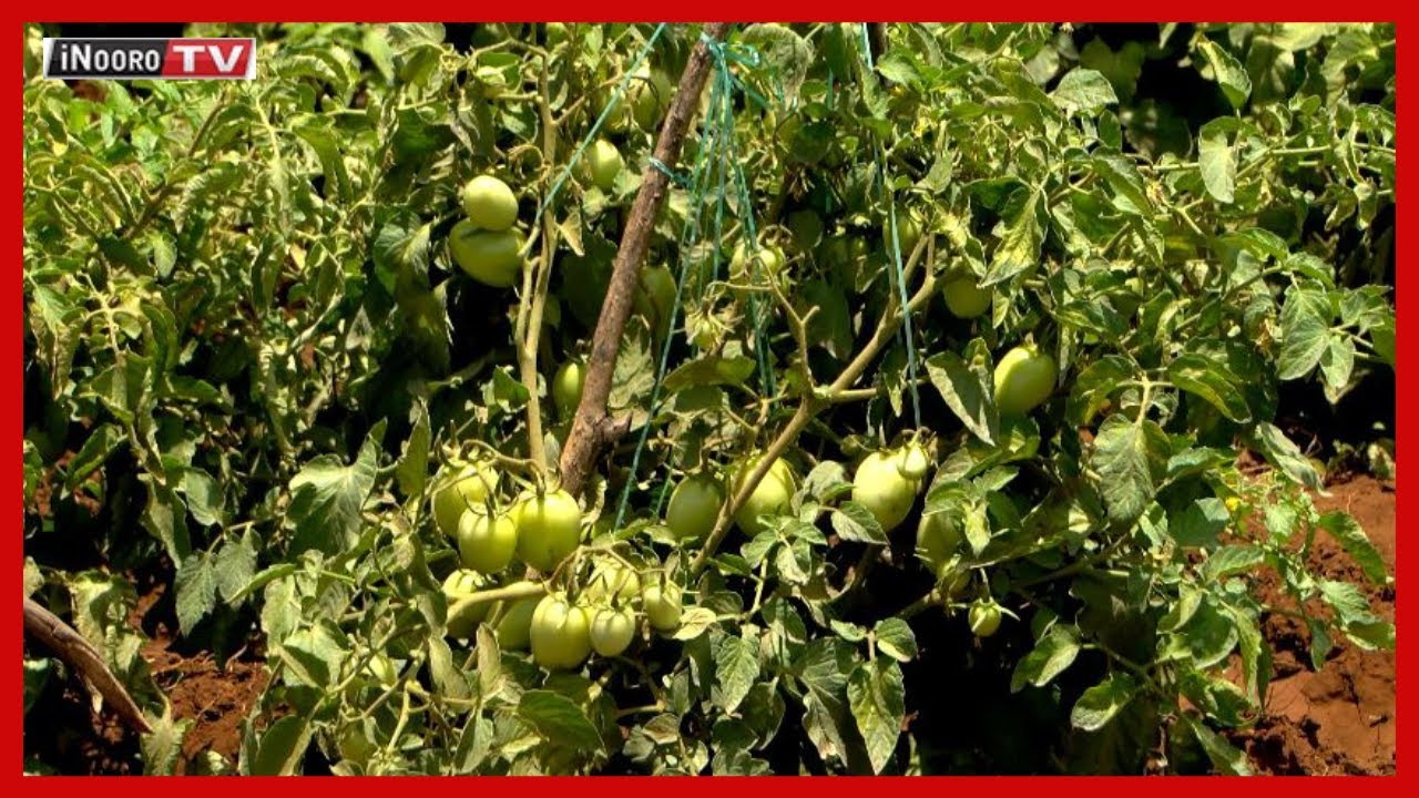 Ũrĩmi wa nyanya mũthemba wa harmony F1; #MũgamboWaMũrĩmi PART 2