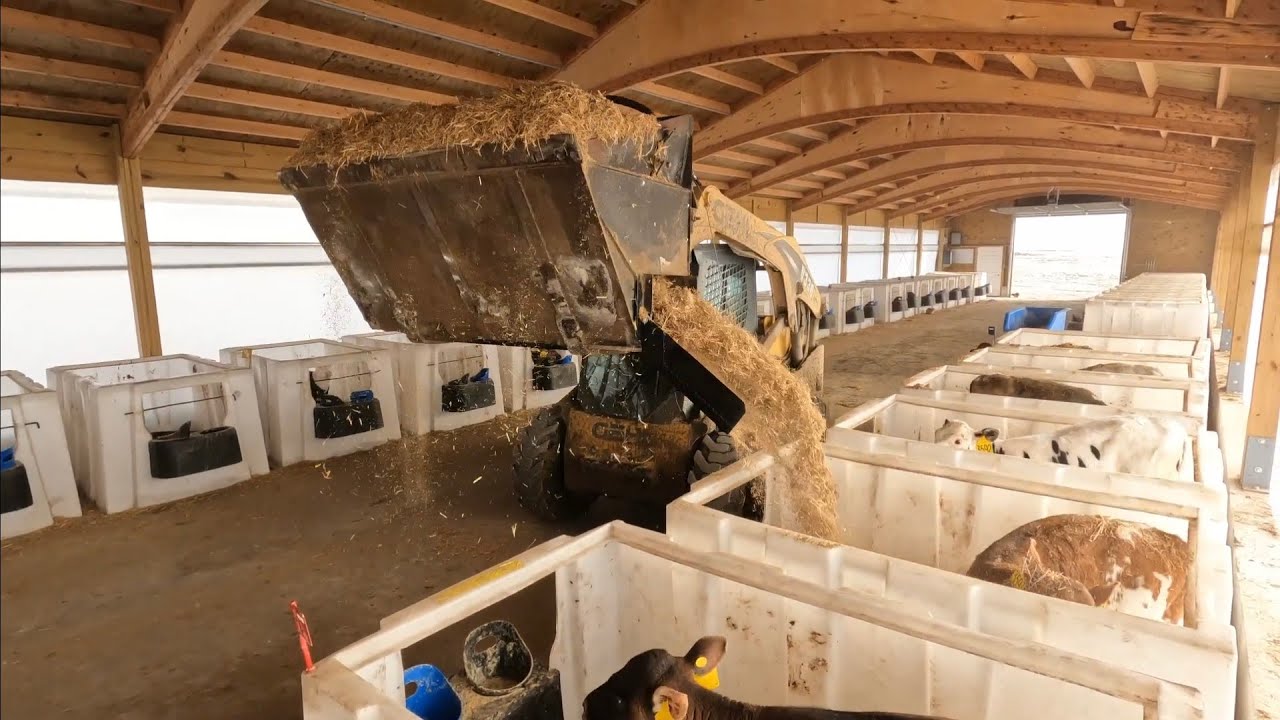 putting fresh straw in the calf barn with a sand shooter