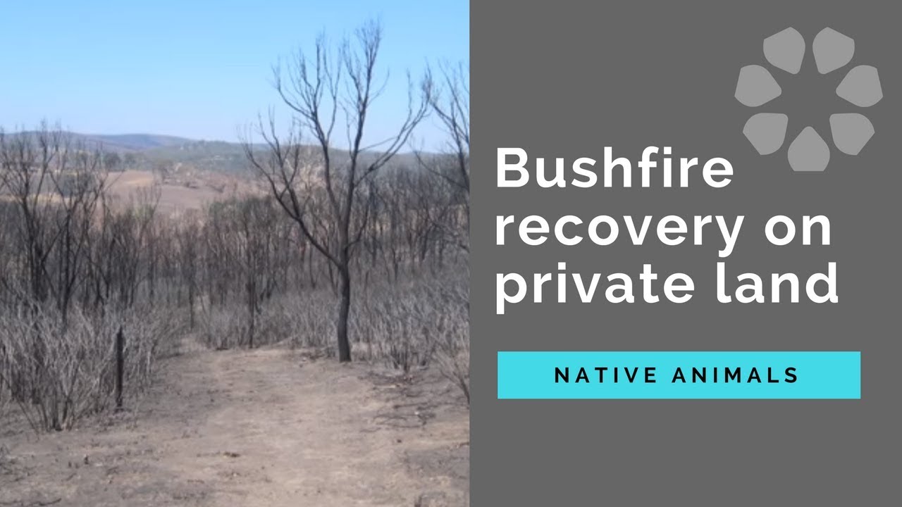 Bushfire recovery for private land: native animals | Port Phillip & Westernport CMA
