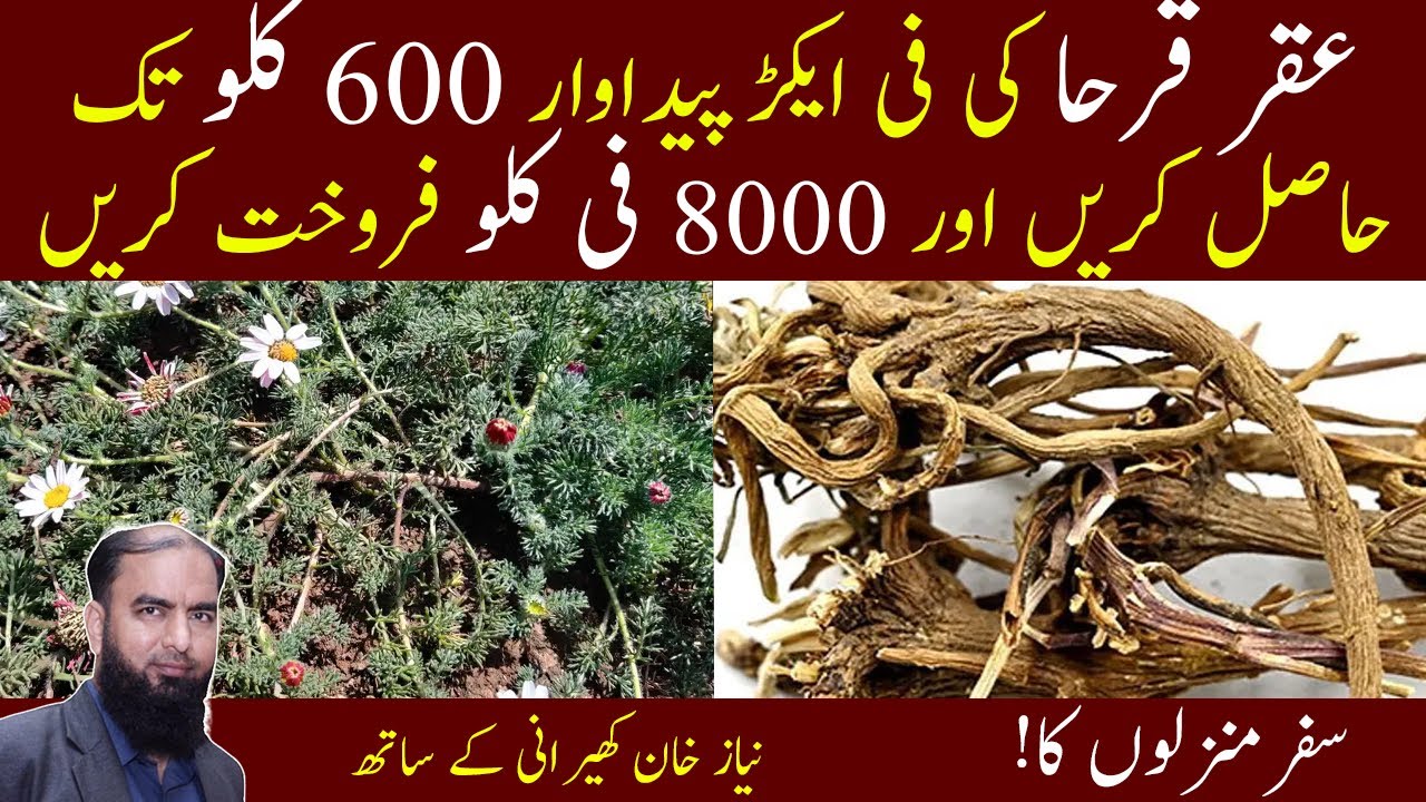 What is aqar qarha ke fayde Benefits of akarkarha kia hai عقر قرحا کے فائدے عقر قرحا کیا ہے؟