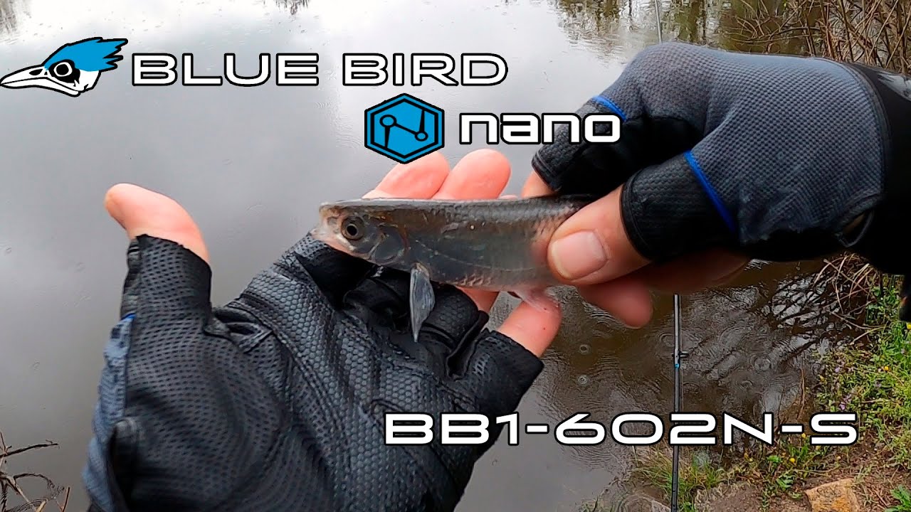 Огляд новинки Favorite Blue Bird Nano. Чи то МОРМО, чи то НАНО?