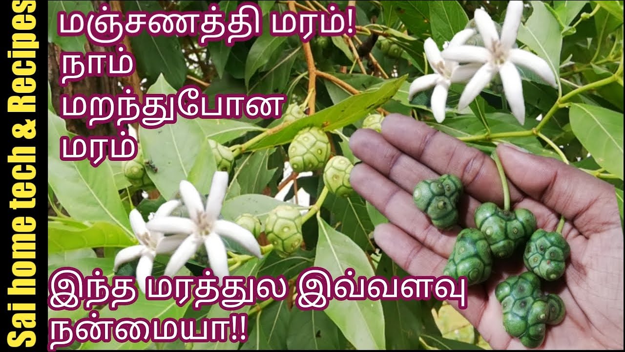 மஞ்சனத்தி மரம் பற்றி தெரியுமா?/நாம் மறந்து போன மரம்/Manjanathi maram/Nuna maram