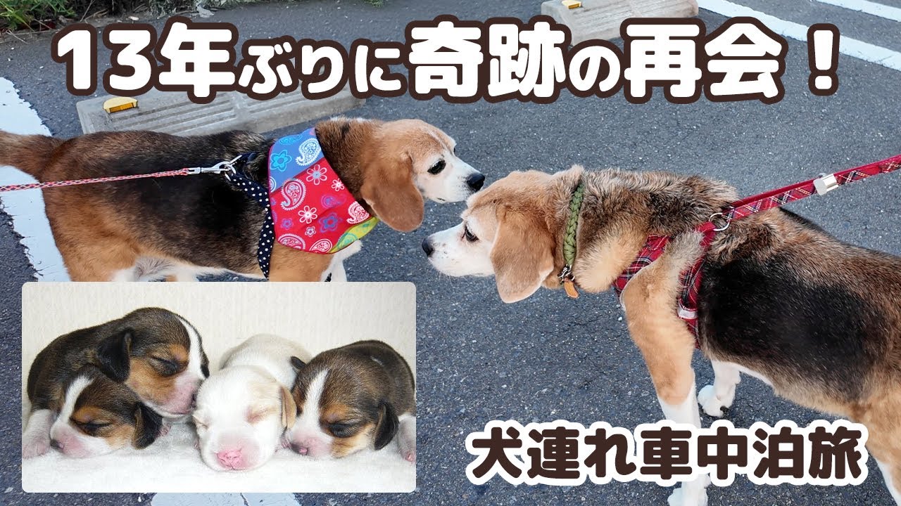 13年ぶりに奇跡の再会！旅の途中で姉妹犬に会ってきました -真夏の犬連れ東北車中泊旅-