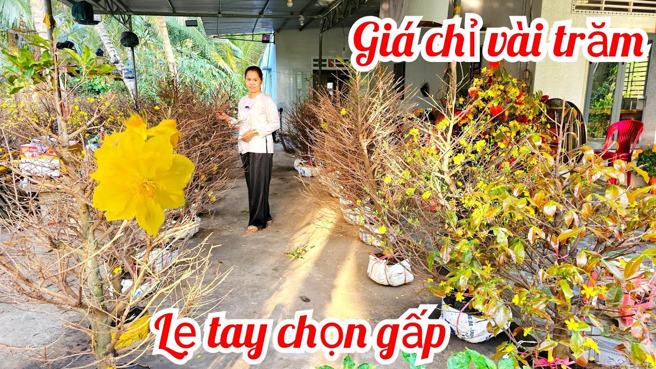 Tuyết Minh 📲O36878364O mai giảo Thủ Đức giá rẻ 22/2 mùng 6 Tết Chợ Gạo (@MaivàngQuêdừa)