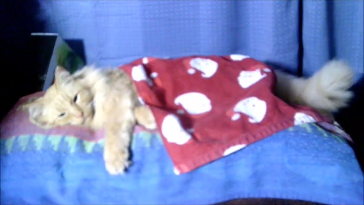 SWEETIE MAINE COON SLEEPING GO FIGURE PET LOVABLE CAT AFTER A HARD DAY SLEEPING SINGLE IN PEOPLE BED