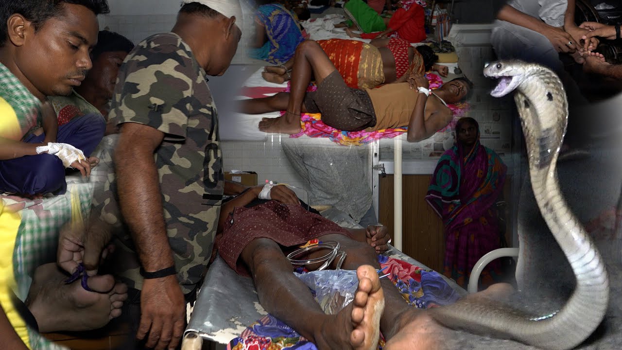 40 snakebites in Bhadrak in just 48 hours &ndash; be careful. Snake Bite Cases Rising in Bhadrak
