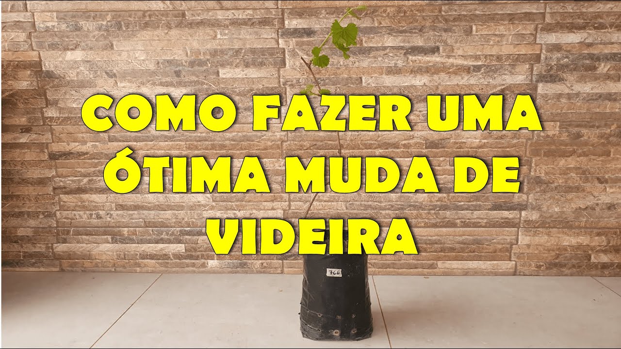 Como fazer uma ótima muda de videira (uva) por estaquia