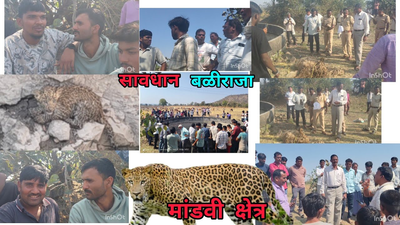 कनकी शिवारात 🐅 बिबट्याचा आगमन🚨 सावधान 🚷 बळीराजा 👳‍♂️#kanki #kinwatnews #mandavi #tiger #forest 