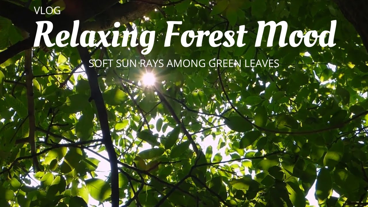Soft Sun Rays Among Green Leaves | Relaxing Forest Mood