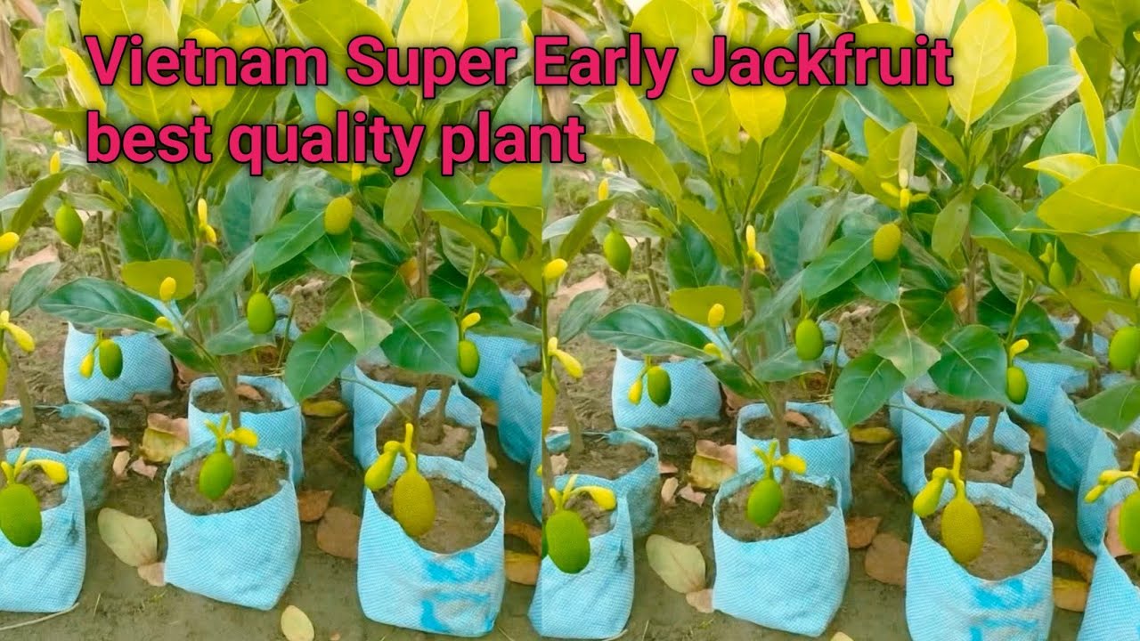 Vietnam Super Early Jackfruit Plants best quality