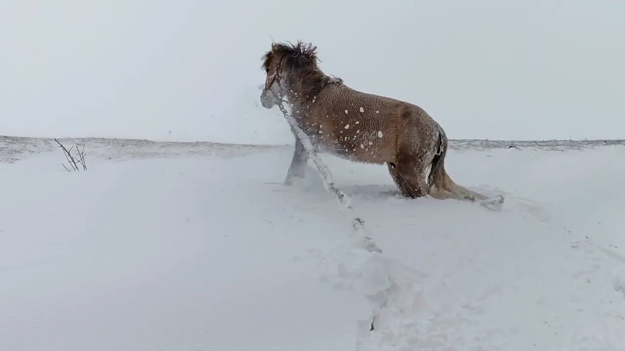 Silver stallion 🐎 sinks completely into snow / Серебристый жеребец 🐴 проваливается полность в снег++