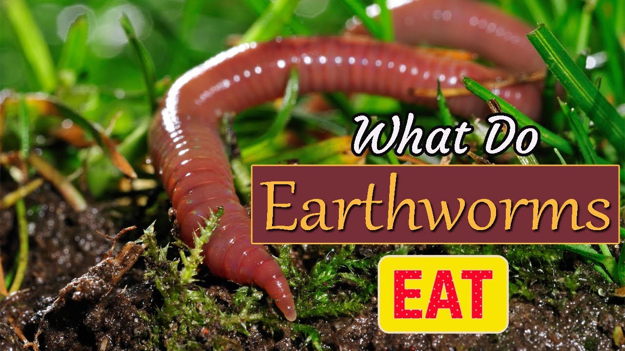 What Do Earthworms Eat? How Do Earthworms Help The Soil