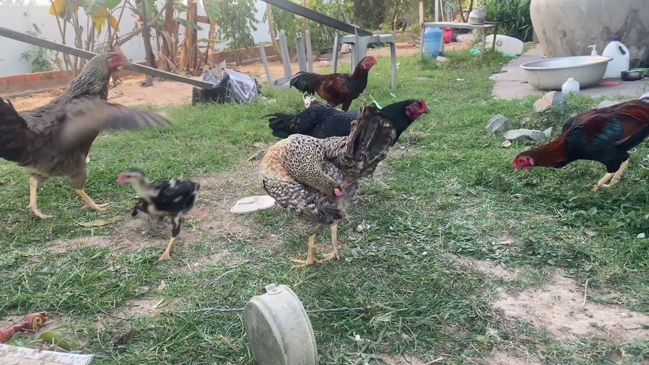 គ្រួសារមាន់🐓🐓 អោយចំនីមាន់ស្រែ🐓🐓 #usa  #chicken 