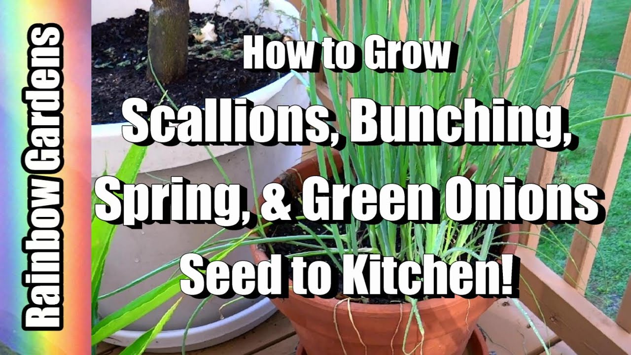 How to Grow Scallions ( Bunching, Spring, & Green Onions ) - Seed to Kitchen!