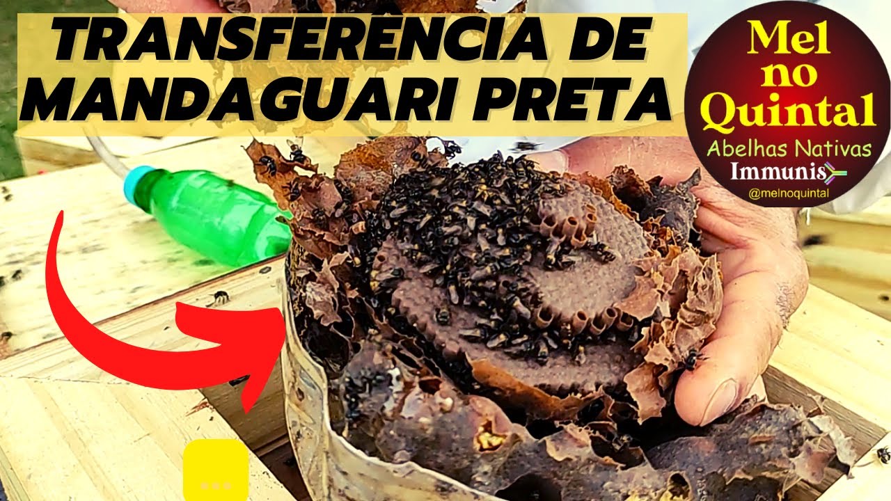 TRANSFERÊNCIA de MANDAGUARI PRETA