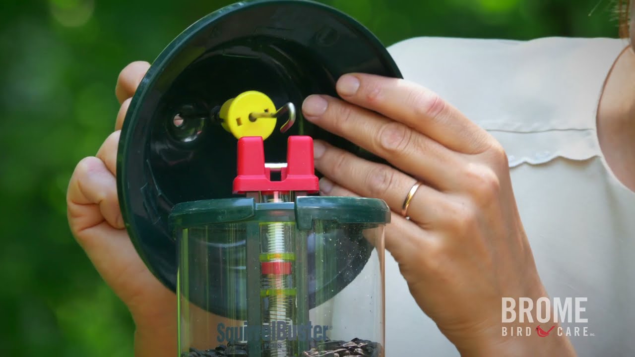 Squirrel Buster Plus - Quick Setup