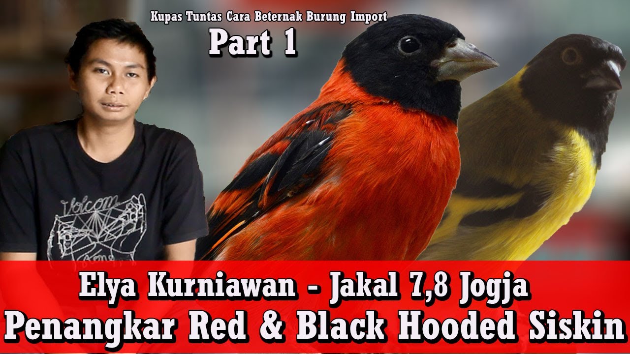 Kisah Sukses Om Elya - 7 Tahun Breeding Red & Black Hooded Siskin
