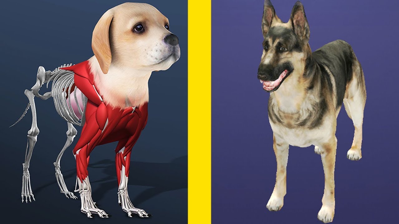 Idle Pets! MAX LEVEL DOG EVOLUTION! Idle Pets Level 999? PikaGuyy