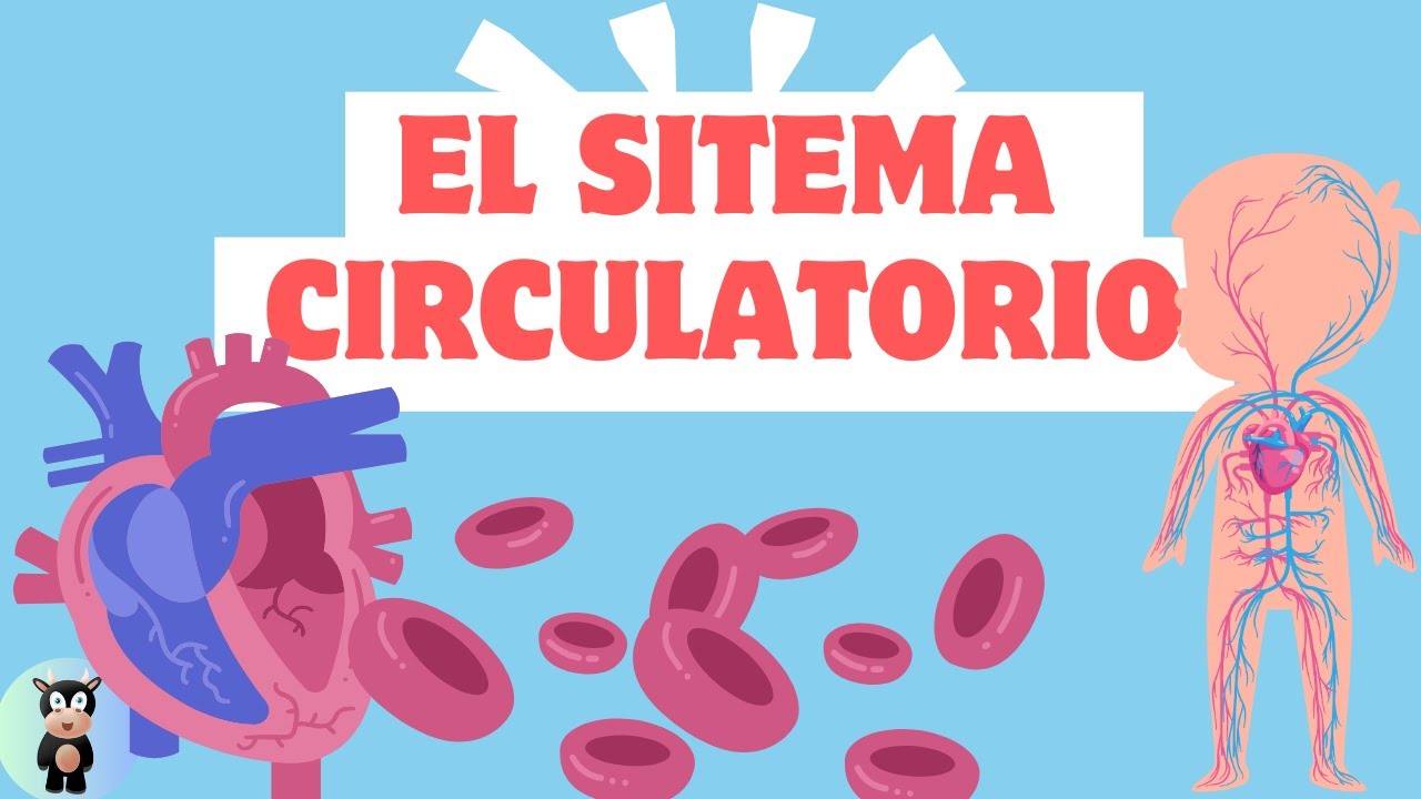 El sistema circulatorio para niños