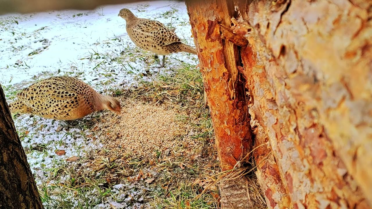 Obserwujemy ptaki | Bażant | Sójka || WIEJSKIE PRZEŻYCIA