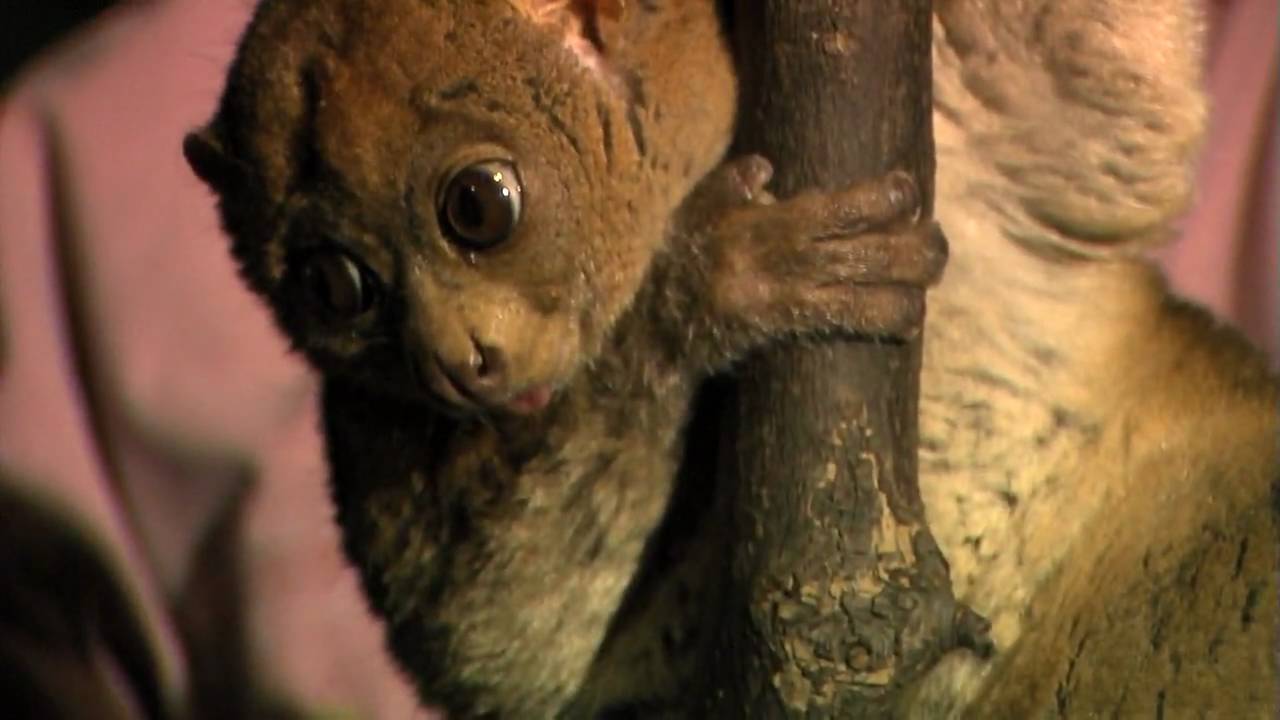 Zoo View Potto-Cincinnati Zoo