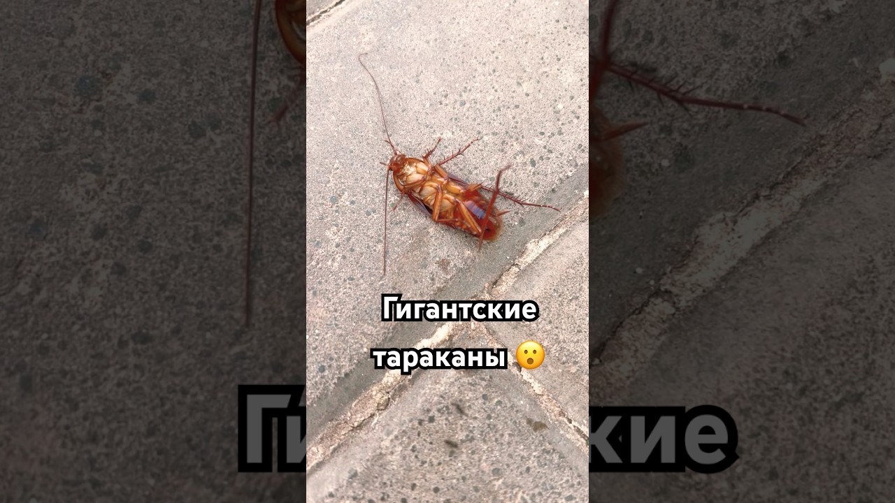 Огромные тараканы в Марокко 😳 