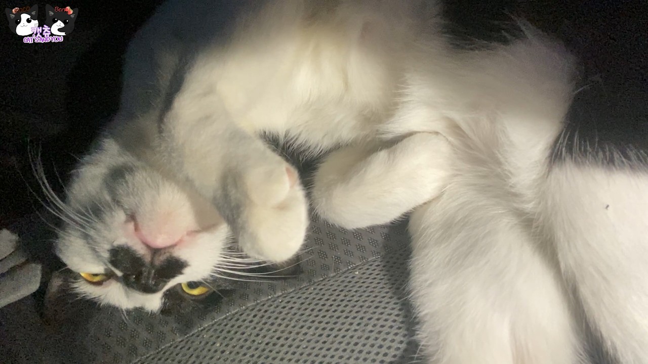 엄마 품에 와서 귀여운 모습으로 누워있어서 너무 행복합니다~ #고양이 #고양이일상
