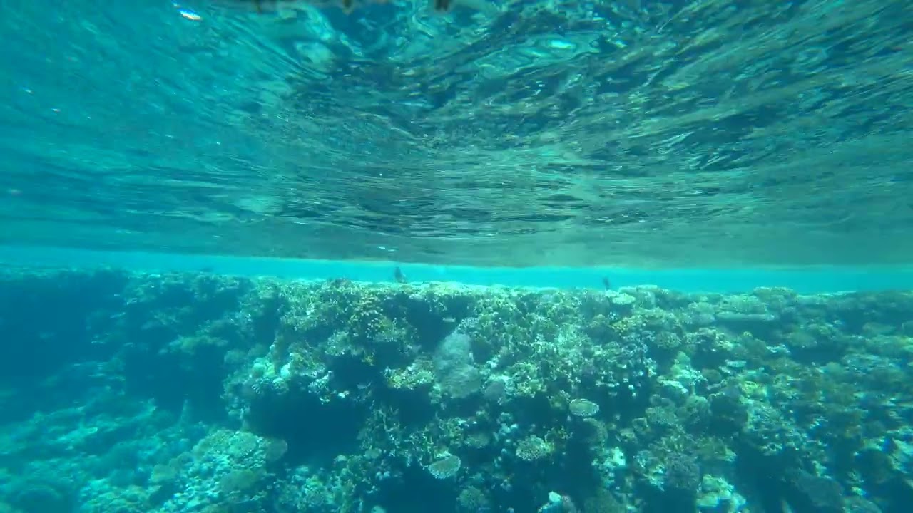 Ra's Nasrani Coral Reef